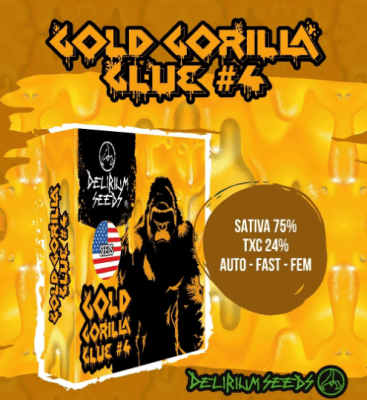 GOLD GORILLA GLUE #4 AUTO X4 - DELIRIUM SEEDS
