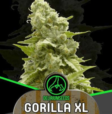GORILLA XL AUTO X4 - DELIRIUM SEEDS
