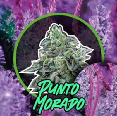 PUNTO MORADO AUTO X4 - DELIRIUM SEEDS