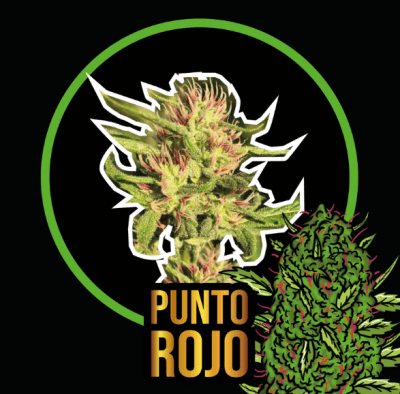 PUNTO ROJO AUTO X4 - DELIRIUM SEEDS