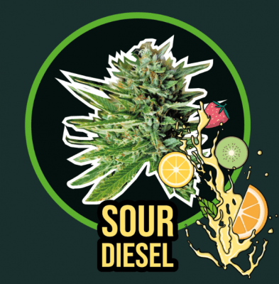 SOUR DIESEL XL FAST VERSION X4 - DELIRIUM SEEDS