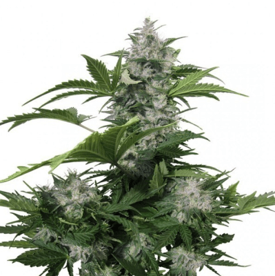 WHITE DWARF - BUDDHA SEEDS