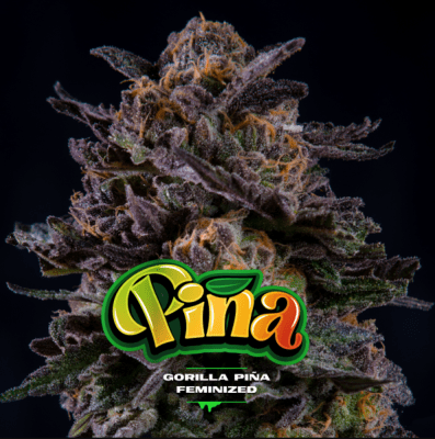 GORILLA PIÑA AUTO X4 - BSF