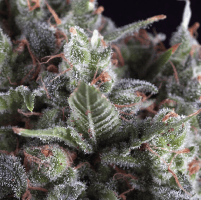 OLYMPIA AUTO X3+1 - PYRAMID SEEDS