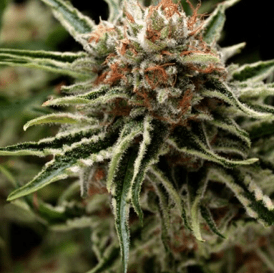 SHARK AUTO X3+1 - PYRAMID SEEDS1