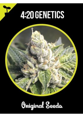BLUEBERRY FEM X3 - 420 GENETICS