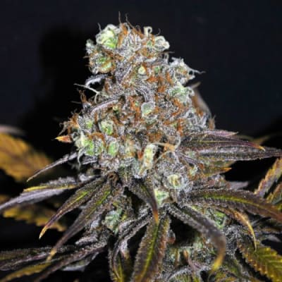 CRITICAL+ CBD FEM - 420 GENETICS