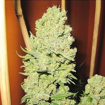 CANNEL + FEM X3+2 - MEDICAL SEEDS