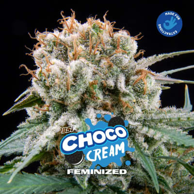 CHOCO CREAM DL X12 - FEM - BSF1