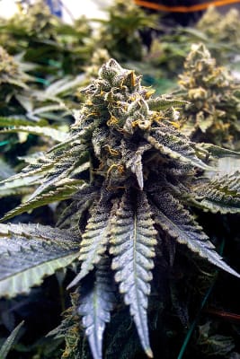 CHOCOLATE MINT OG AUTO X3+3 OG KUSH - HUMBOLDT SEEDS