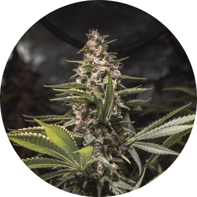 CHOCOLATE SPANISH CANDY FEM X3 - SPANISH PASSION SEEDS
