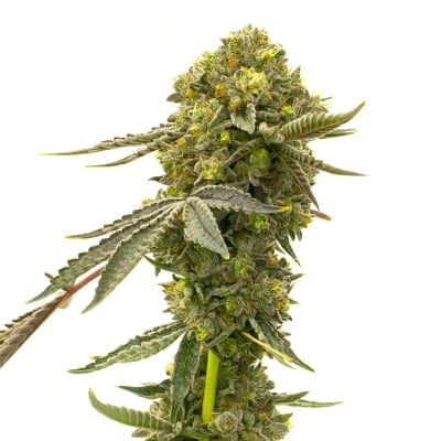 CINDERELLA FEM - 420 GENETICS