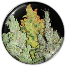 MALAKOFF + 2 OREOZ - MEDICAL SEEDS