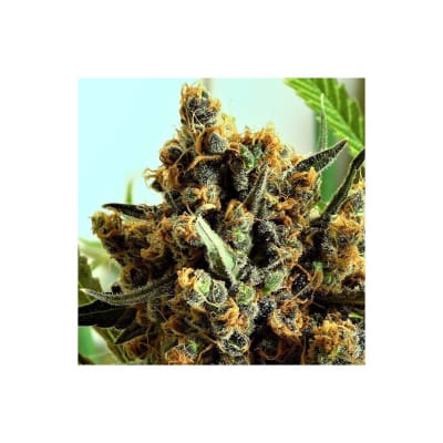CRIMINAL + FEM X3 - RIPPER SEEDS