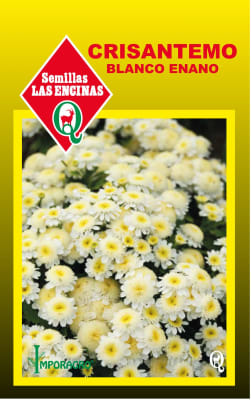 CRISANTEMO BLANCO ENANO
