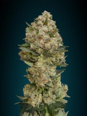 CRITICAL AUTO - SEMILLA GRANEL