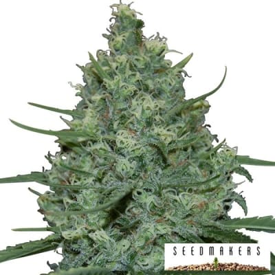 CRITICAL FEM X5 - SEEDSMAKERS