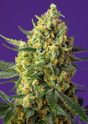 CRYSTAL CANDY XI AUTO X3+1 - SWEET SEEDS