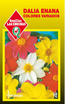 DALIA ENANA COLORES VARIADOS
