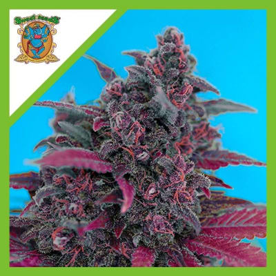 DARK DEVIL RED FAMILY AUTO X3+1 - SWEET SEEDS