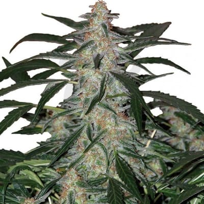 DEIMOS AUTO X3 - BUDDHA SEEDS