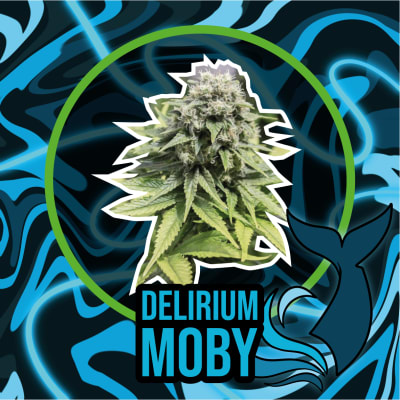 DELIRIUM MOBY AUTO X4 - DELIRIUM SEEDS