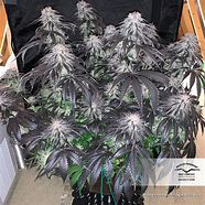 BUBBA ISLAND KUSH FEM X3 -  DUTCH PASSION