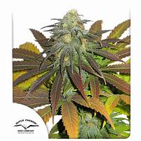 CALIFORNIA ORANGE - FEM - X3 - DUTCH PASSION