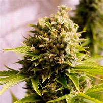 CHANNEL + FEM X3 - MEDICAL SEEDS