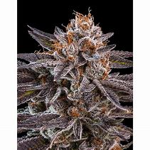 DO-G FEM X3 - RIPPER SEEDS