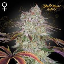 ALIEN Z FEM X3 - GREEN HOUSE