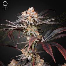 WONDER PIE FEM X3 - GREEN HOUSE1