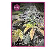 EARLY WIDOW FEM - ÉLITE SEEDS