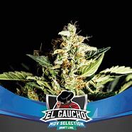 EL GAUCHO FASTER FEM - BSF SEEDS