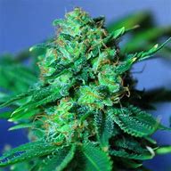 JACK LA MOTA FEM X3 - MEDICAL SEEDS