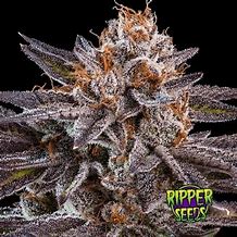 KMINTZ FEM X3 - RIPPER SEEDS1