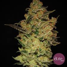 CAPRICHOSA THAI FEM X3 - ELITE SEEDS