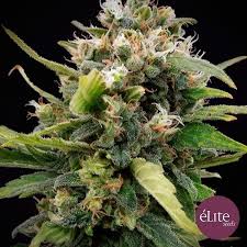 LA RICA CLASICA THC FEM X3 - ÉLITE SEEDS
