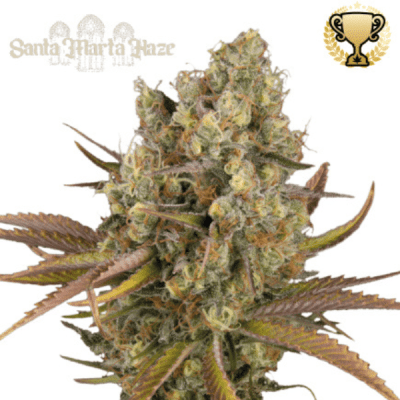 SANTA MARTA HAZE AUTO X3 - SEEDSTOCKERS