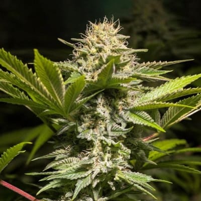 DULCE HIGH KICK FEM X3 - SPANISH PASSION SEEDS1