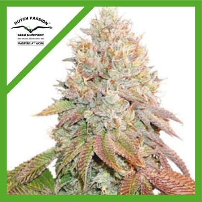 BANANA BLAZE AUTO X7-DUTCH PASSION