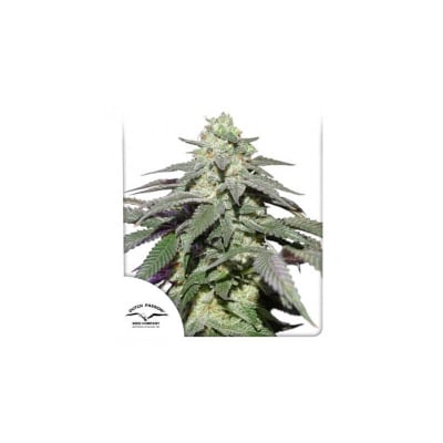 AUTO SKYWALKER HAZE X3 - DUTCH PASSION