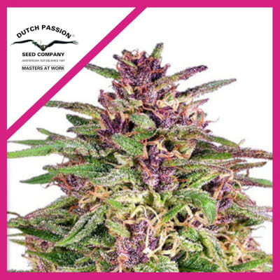 FRISIAN DEW FEM X3 - DUTCH PASSION