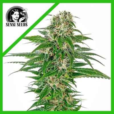 EARLY SKUNK AUTO X3 - SENSI SEEDS