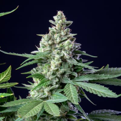 EASY BUD AUTO - ROYAL QUEEN SEEDS