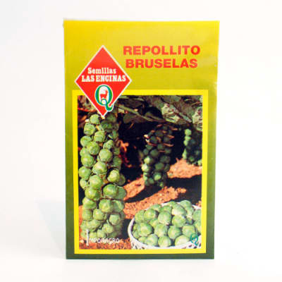 REPOLLO BRUSELAS