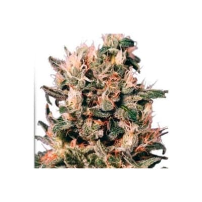 EUFORIA - DUTCH PASSION - 3 SEMILLA - FEMINIZADA