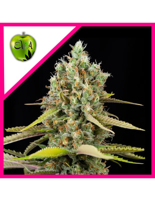 LEMON KING FEM X3+1 - EVA SEEDS