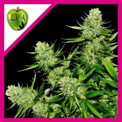 VENENO FEM X3+1 - EVA SEEDS