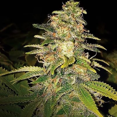 BLUE CRITICAL AUTO - SEMILLA GRANEL